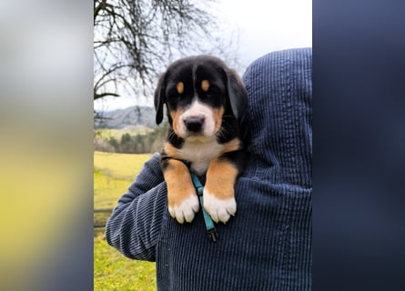 Große Schweizer Sennenhund Welpen