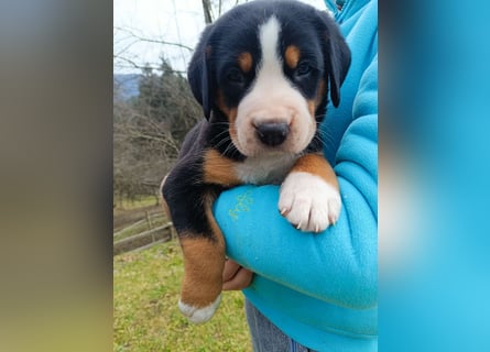 Große Schweizer Sennenhund Welpen