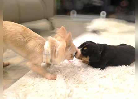 Große Schweizer Sennenhund Welpen