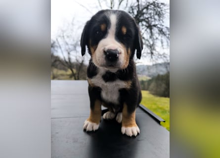 Große Schweizer Sennenhund Welpen