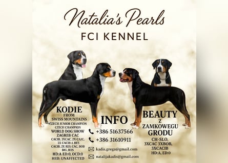 Große Schweizer Sennenhund Welpen