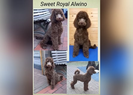 Großpudel Rüde Welpe braun,  Sweet Royal Alwino