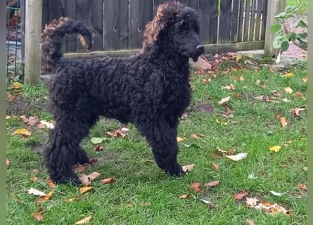 Großpudel schwarze Hündin Welpe Amira