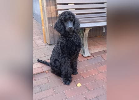 Großpudel Rüde Welpe schwarz,  lila Halsband