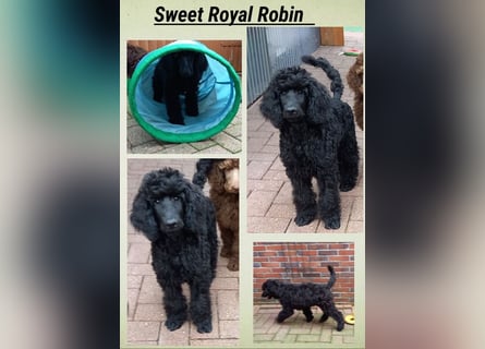 Großpudel Rüde Welpe schwarz,  lila Halsband