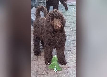 Großpudel braun Rüde Welpe Samu
