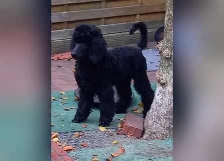 Großpudel schwarze Hündin Welpe Amira