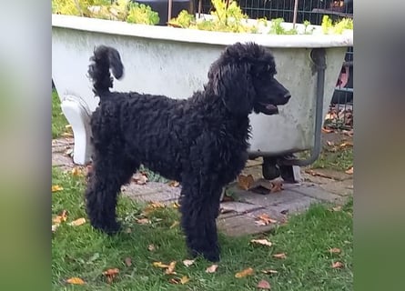 Großpudel schwarze Hündin Welpe Amira
