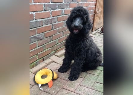 Großpudel Rüde Welpe schwarz,  navi grünes  Halsband