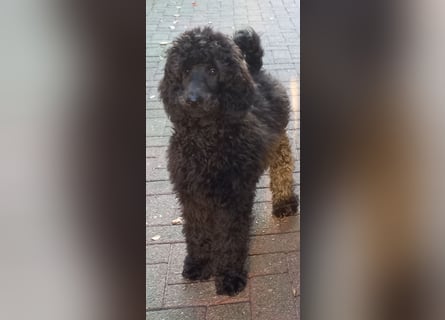 Großpudel Rüde Welpe schwarz,  navi grünes  Halsband