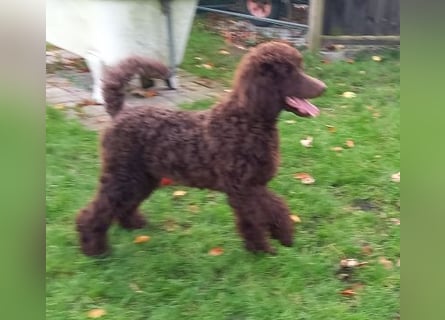 Großpudel braun Rüde Welpe Samu