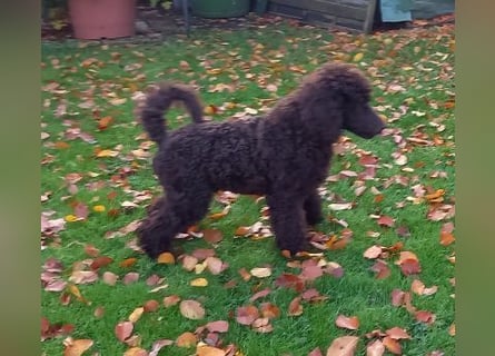 Großpudel braun Rüde Welpe Samu