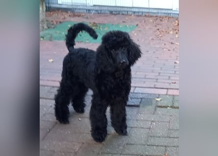 Großpudel schwarze Hündin Welpe Amira