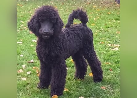 Großpudel Rüde Welpe schwarz,  navi grünes  Halsband