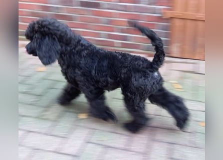 Großpudel Rüde Welpe schwarz,  lila Halsband