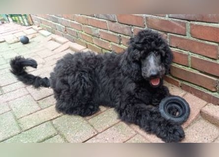 Großpudel Rüde Welpe schwarz,  navi grünes  Halsband