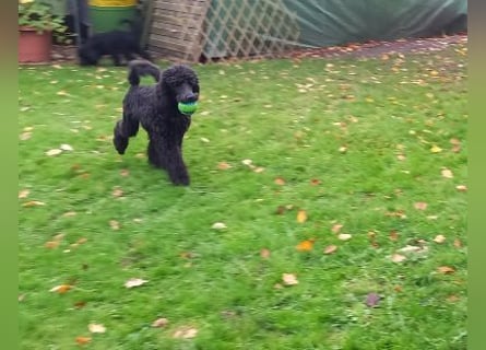 Großpudel Rüde Welpe schwarz,  navi grünes  Halsband