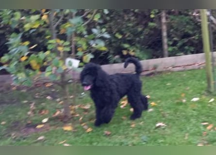 Großpudel schwarze Hündin Welpe Amira