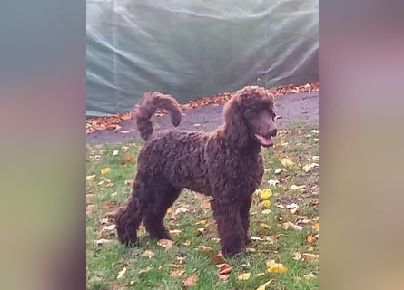 Großpudel braun Rüde Welpe Samu