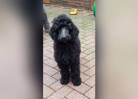 Großpudel Rüde Welpe schwarz,  navi grünes  Halsband