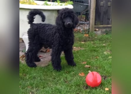 Großpudel schwarze Hündin Welpe Amira