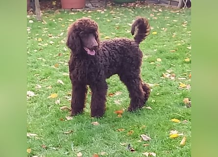 Großpudel braun Rüde Welpe Samu
