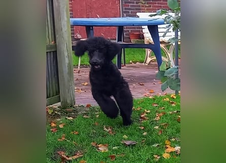 Großpudel Rüde Welpe schwarz,  navi grünes  Halsband