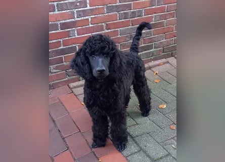 Großpudel Rüde Welpe schwarz,  lila Halsband