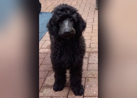 Großpudel Rüde Welpe schwarz,  navi grünes  Halsband