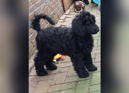 Großpudel schwarze Hündin Welpe Amira