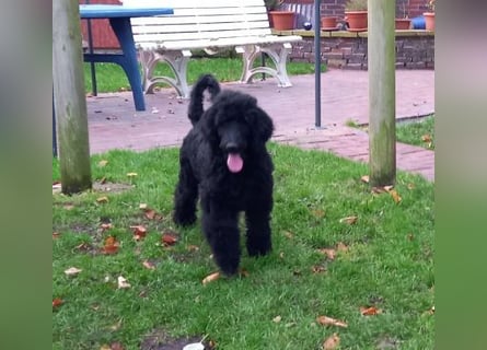 Großpudel schwarze Hündin Welpe Amira