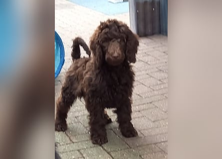 Großpudel braun Rüde Welpe Orangie