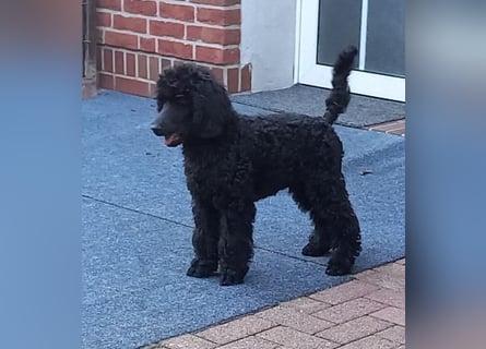 Großpudel Rüde Welpe schwarz,  blaues Halsband