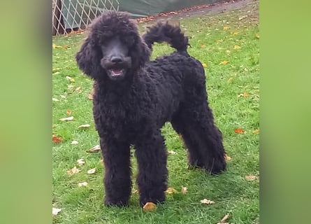 Großpudel Rüde Welpe schwarz,  navi grünes  Halsband