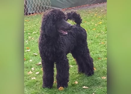 Großpudel Rüde Welpe schwarz,  navi grünes  Halsband