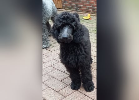 Großpudel Rüde Welpe schwarz,  navi grünes  Halsband