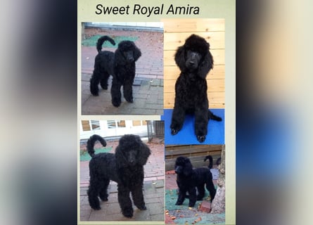 Großpudel schwarze Hündin Welpe Amira