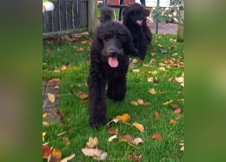 Großpudel Rüde Welpe schwarz,  navi grünes  Halsband