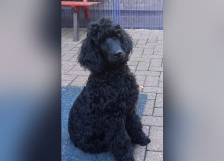 Großpudel Rüde Welpe schwarz,  lila Halsband