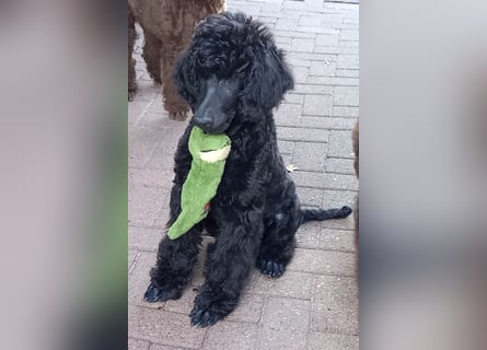 Großpudel Rüde Welpe schwarz,  lila Halsband