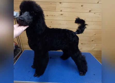 Großpudel Welpen in schwarz und braun mit DPK-VDH-FCI Papieren und EU-Heimtierpass