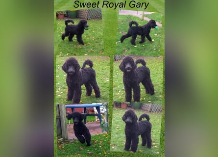 Großpudel Welpen in schwarz und braun mit DPK-VDH-FCI Papieren und EU-Heimtierpass