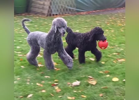 Großpudel Welpen in schwarz und braun mit DPK-VDH-FCI Papieren und EU-Heimtierpass