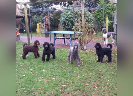 Großpudel Welpen in schwarz und braun mit DPK-VDH-FCI Papieren und EU-Heimtierpass