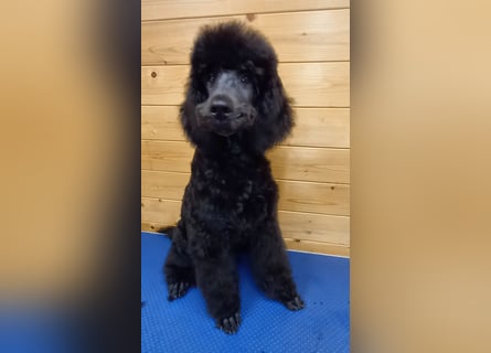 Großpudel Welpen in schwarz und braun mit DPK-VDH-FCI Papieren und EU-Heimtierpass