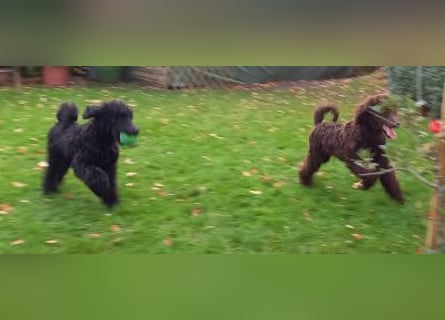 Großpudel Welpen in schwarz und braun mit DPK-VDH-FCI Papieren und EU-Heimtierpass