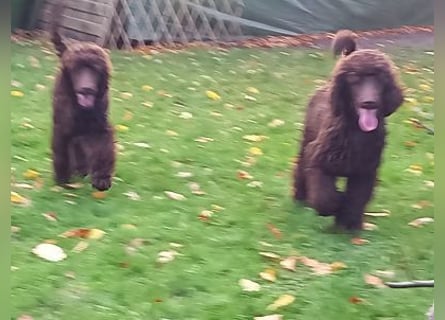 Großpudel Welpen in schwarz und braun mit DPK-VDH-FCI Papieren und EU-Heimtierpass