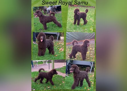 Großpudel Welpen in schwarz und braun mit DPK-VDH-FCI Papieren und EU-Heimtierpass