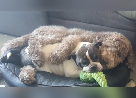Großpudel 2,5 Jahre Rüde