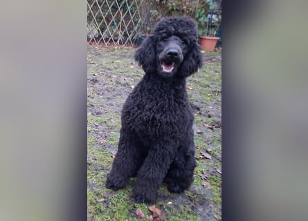 Großpudel / Königspudel Junghunde in schwarz mit DPK-VDH-FCI Papieren und EU-Heimtierpass